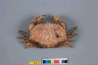 藏品(日本黃道蟹)的圖片